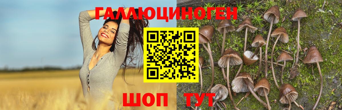 Владикавказ  Галлюциногенные грибы MAGIC MUSHROOMS  Вход с VPN  купить наркотик  Галлюциногенные грибы мицелий 